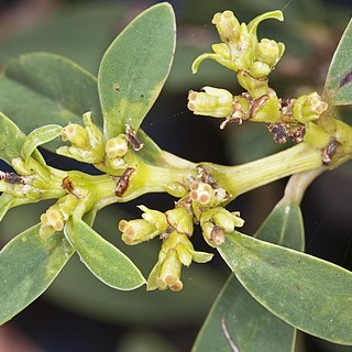 Euphorbia atrococca unspecified picture