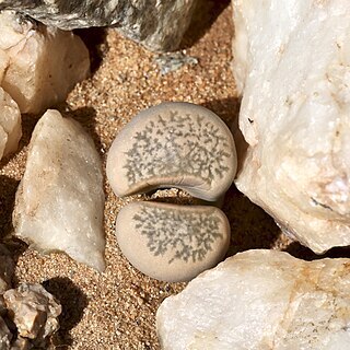 Lithops meyeri unspecified picture