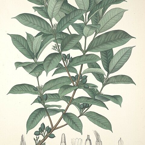 Lacmellea edulis unspecified picture