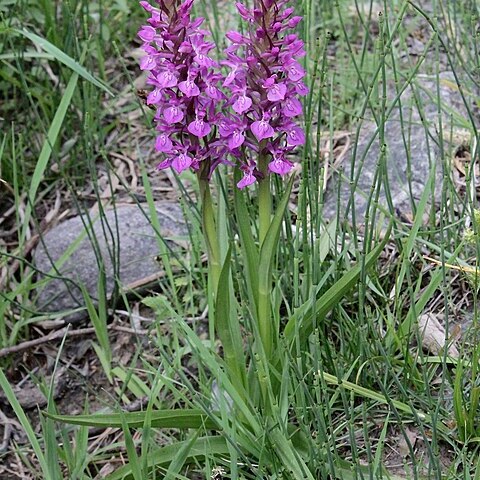 Dactylorhiza umbrosa unspecified picture