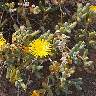 Malephora luteola unspecified picture