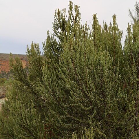 Cliffortia dichotoma unspecified picture