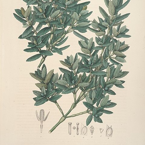 Hedyosmum cumbalense unspecified picture