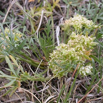 Cymopterus glomeratus unspecified picture