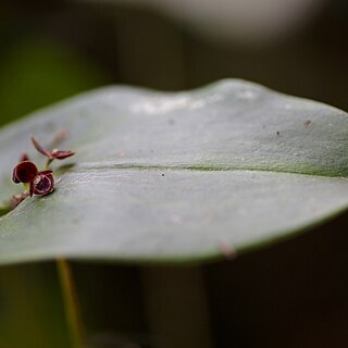 Pleurothallis crossota unspecified picture