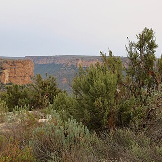 Cliffortia dichotoma unspecified picture