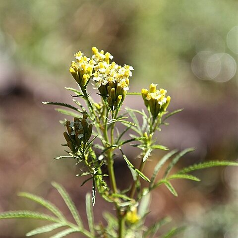 Senecio thamathuensis unspecified picture