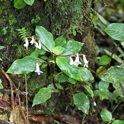 Codonoboea hispida unspecified picture