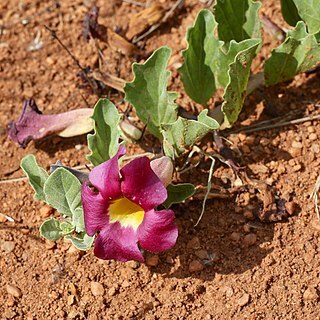 Harpagophytum zeyheri unspecified picture