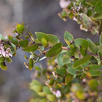 Arctostaphylos osoensis unspecified picture