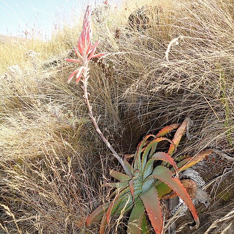 Aloe suprafoliata unspecified picture