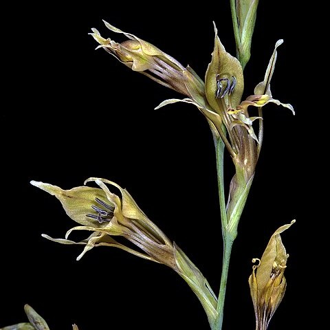 Gladiolus permeabilis unspecified picture