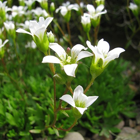 Saxifraga portosanctana unspecified picture