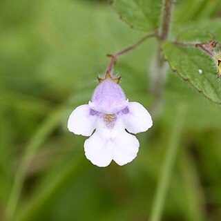 Killickia pilosa unspecified picture