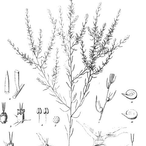 Sclerolaena tridens unspecified picture