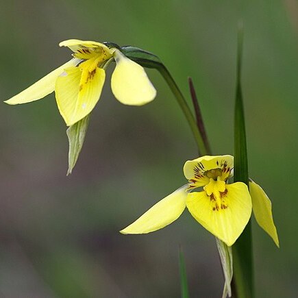 Diuris chryseopsis unspecified picture