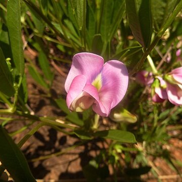 Sphenostylis angustifolia unspecified picture