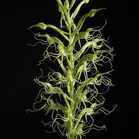 Habenaria pantlingiana unspecified picture