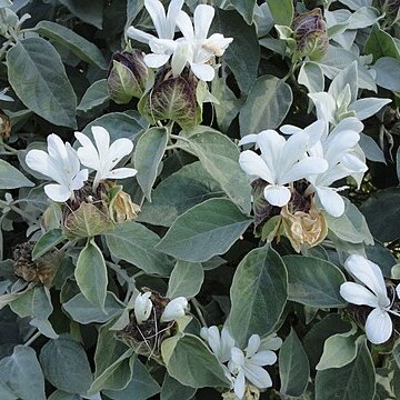 Barleria albostellata unspecified picture