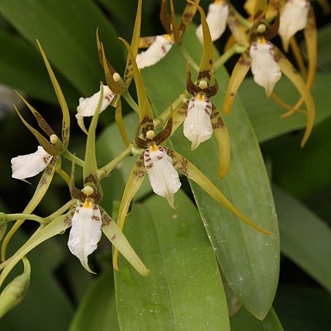 Brassia jipijapensis unspecified picture