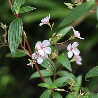 Monochaetum lineatum unspecified picture