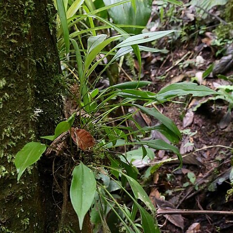 Scaphosepalum ophidion unspecified picture