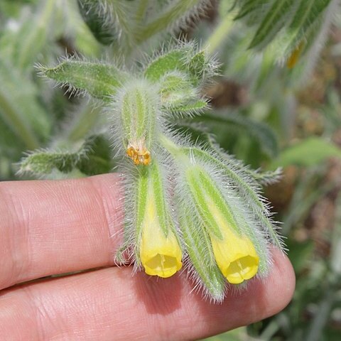 Onosma irritans unspecified picture