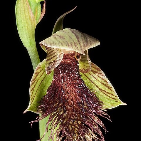 Calochilus stramenicola unspecified picture