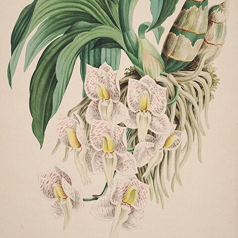 Catasetum tigrinum unspecified picture