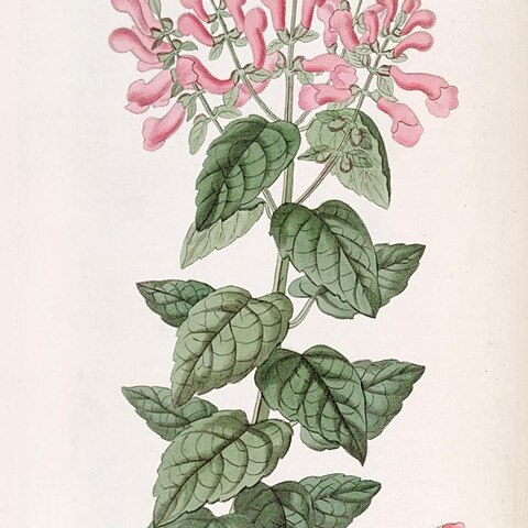 Scutellaria scutellarioides unspecified picture