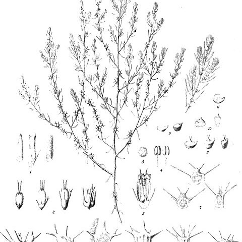 Sclerolaena anisacanthoides unspecified picture