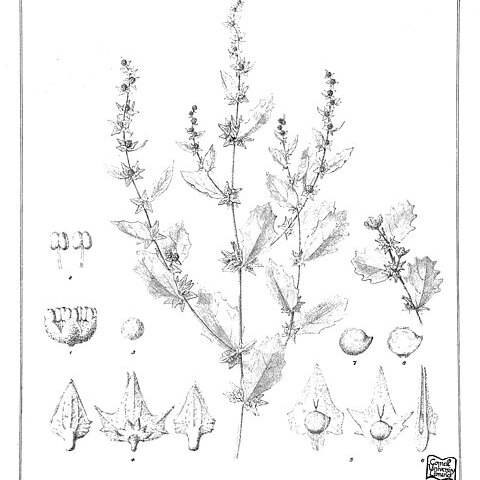 Atriplex velutinella unspecified picture