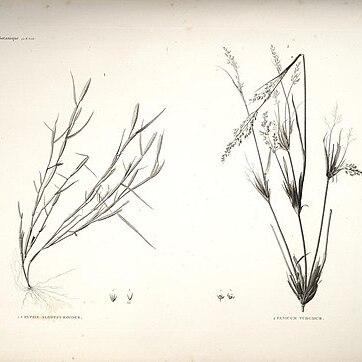 Panicum turgidum unspecified picture