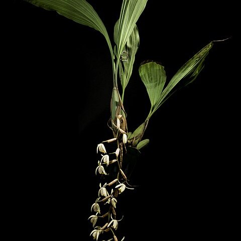 Coelogyne velutina unspecified picture