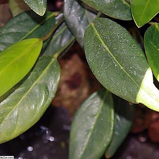 Anthurium spathulifolium unspecified picture