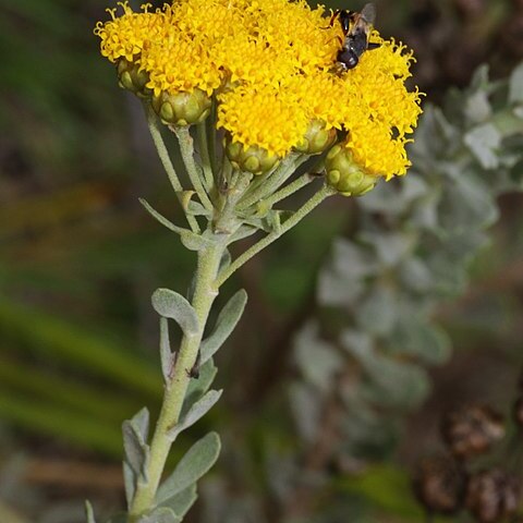 Athanasia trifurcata unspecified picture