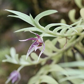 Dichaea ecuadorensis unspecified picture