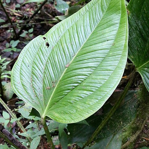 Anthurium ovatifolium unspecified picture