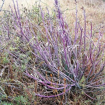 Kleinia longiflora unspecified picture