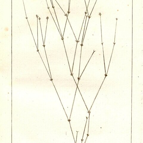 Stipulicida setacea unspecified picture