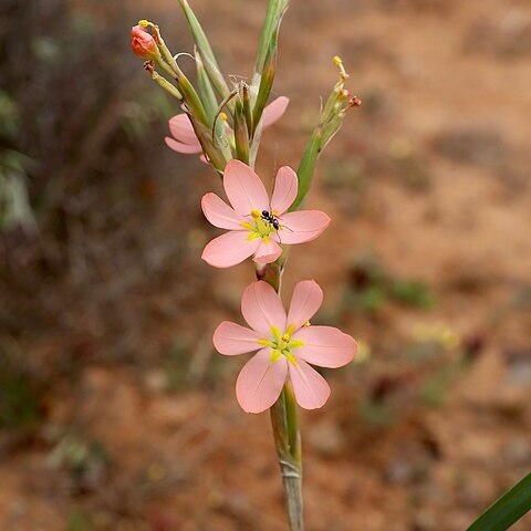 Moraea bifida unspecified picture