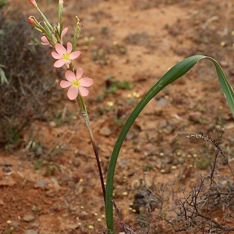 Moraea bifida unspecified picture