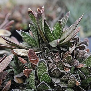 Gasteria obliqua unspecified picture