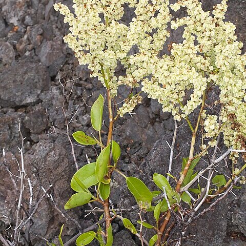 Rumex skottsbergii unspecified picture