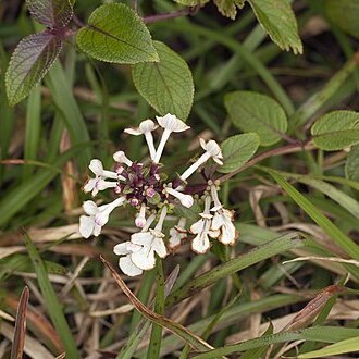 Phyllostegia grandiflora unspecified picture