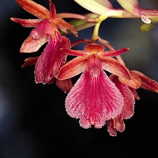 Epidendrum cottoniiflorum unspecified picture