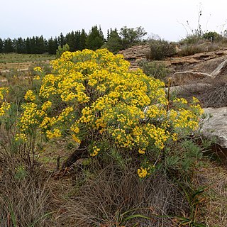 Euryops tenuissimus unspecified picture