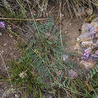 Oxytropis globiflora unspecified picture