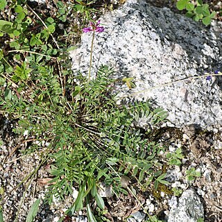 Oxytropis globiflora unspecified picture