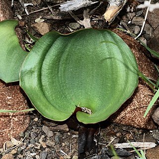 Eriospermum capense unspecified picture